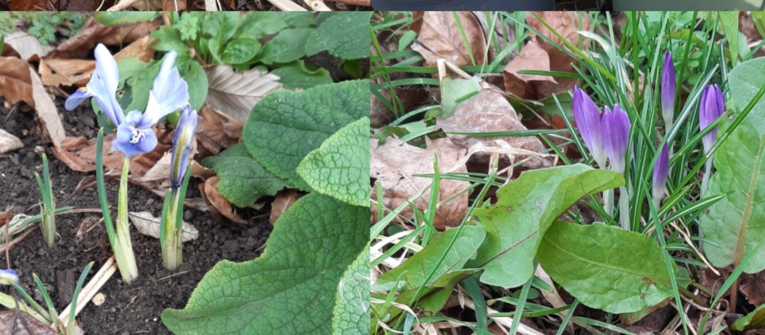 Spring bulbs flowering, glory-in-the-snow and purple crocuses