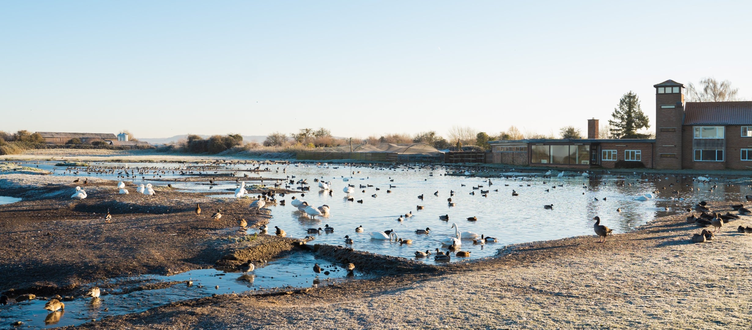Slimbridge Rushy Lake with large numbers of wildfowl on the water