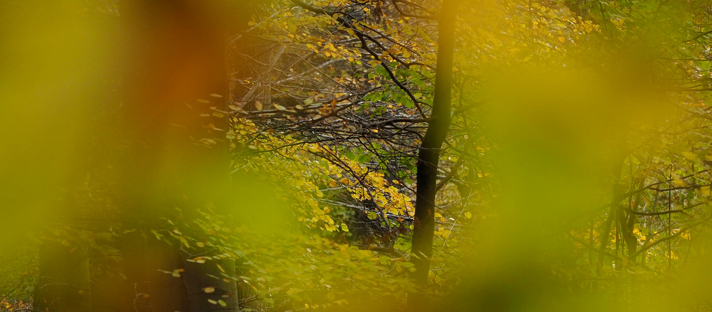 Abstract photograph of a tree