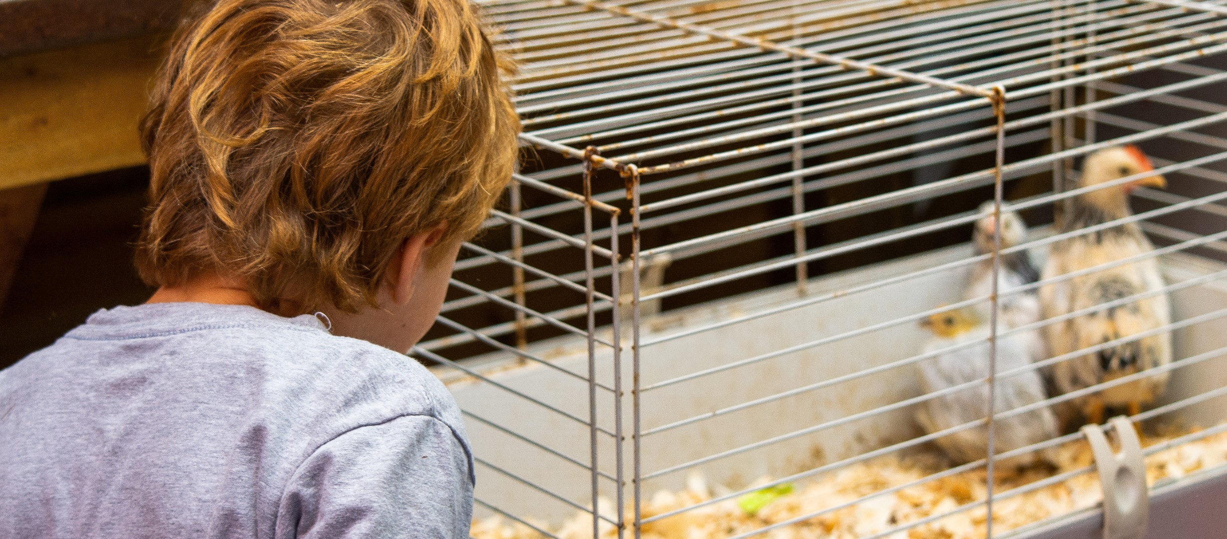 Child looking at three chicks in a cage