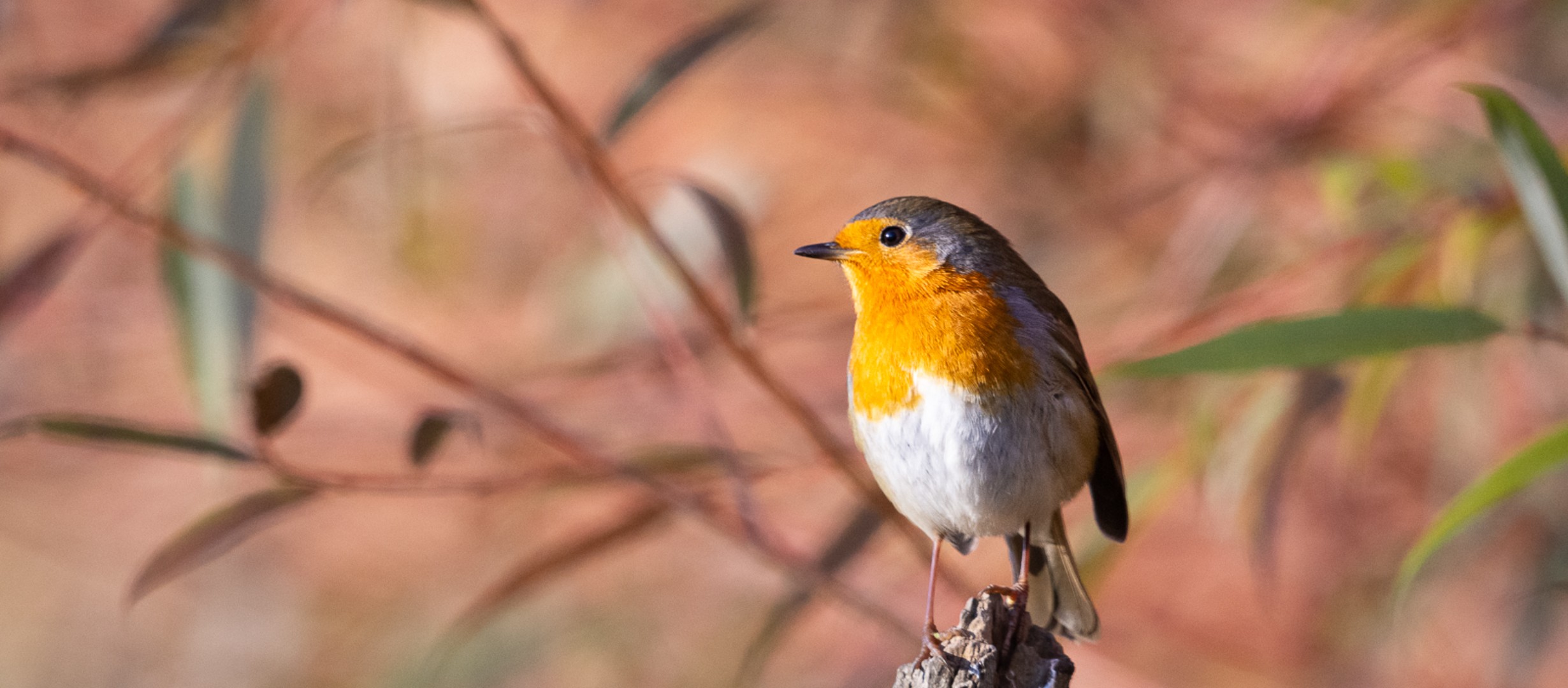 Robin on branch