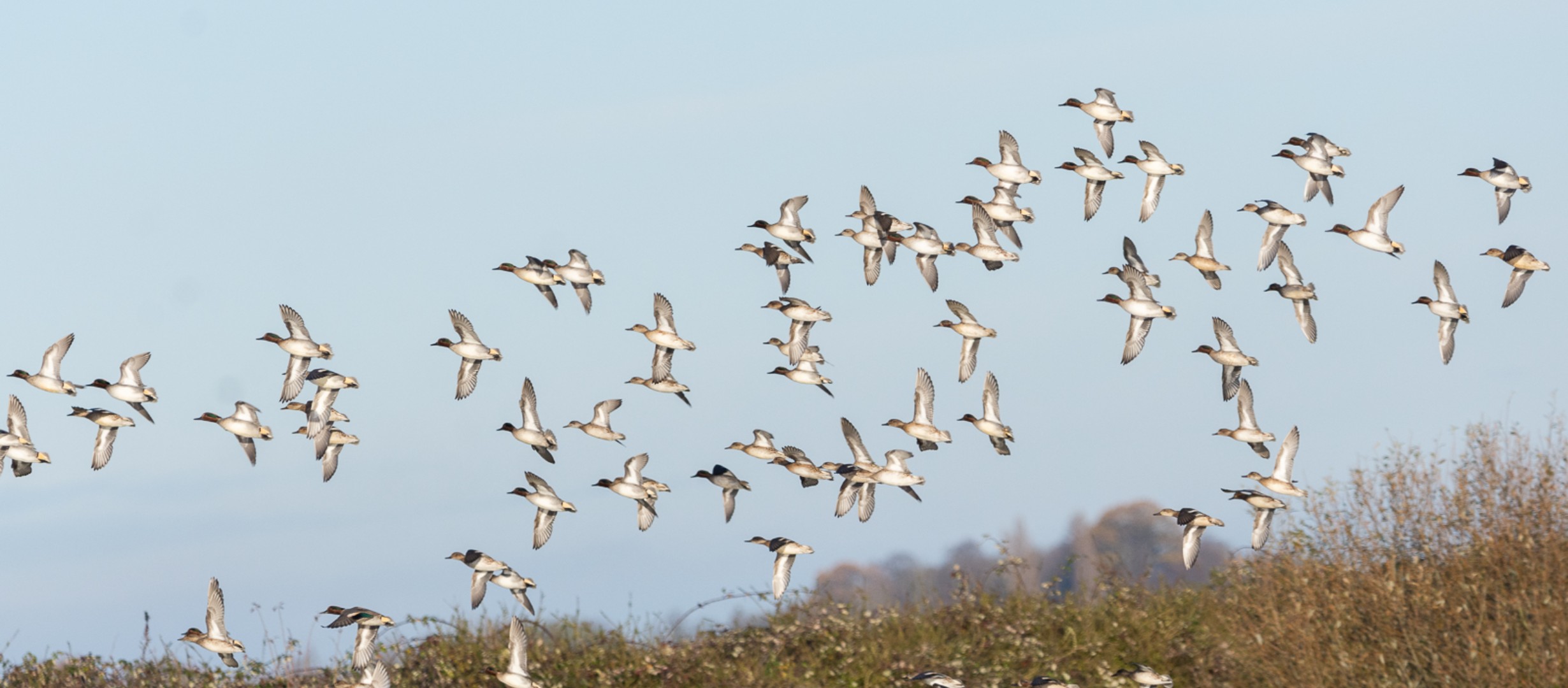 Birds in flight