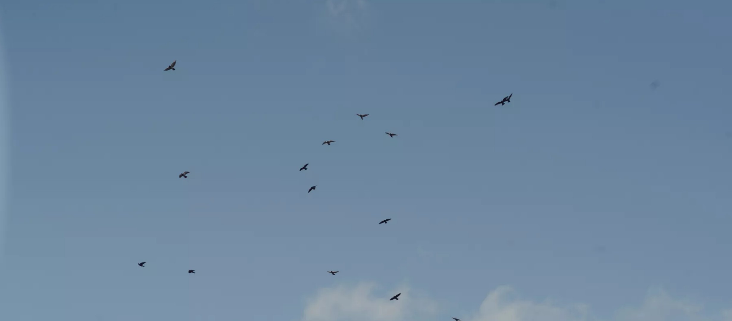 Birds flying in the sky