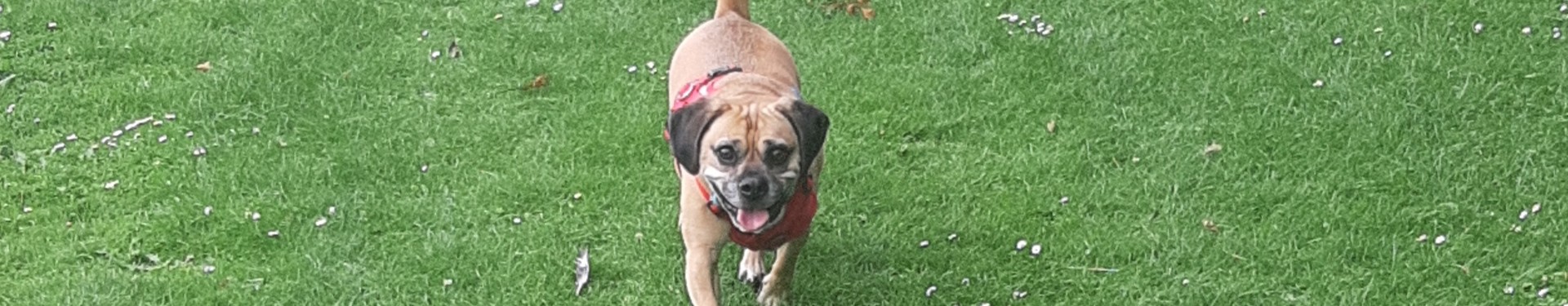 Dougal the dog