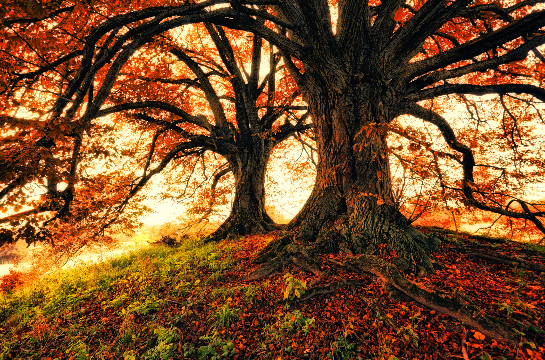 This photograph is of beautiful large trees during the autumn with ornage and gold leaves. Warm golden sunlight floods in from the background
