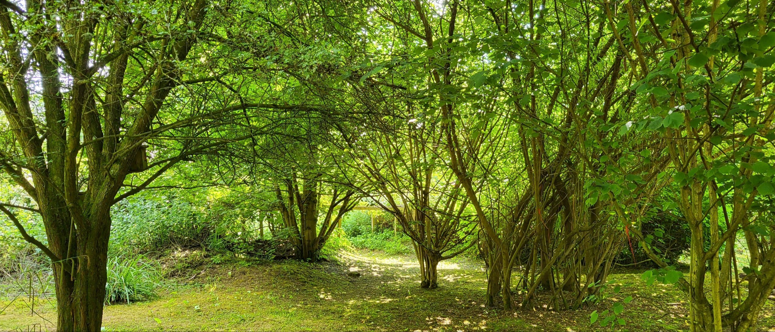 green trees in a woodland area some close and some more further away
