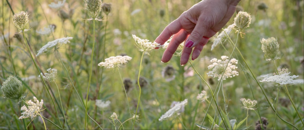 This is a photograph of a womans hand touching some wild flowers