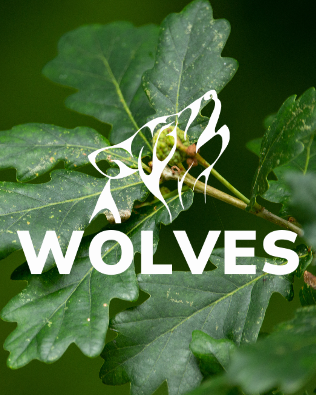 The outline of a wolf howling at the moon with a background of oak leaves